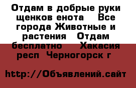 Отдам в добрые руки щенков енота. - Все города Животные и растения » Отдам бесплатно   . Хакасия респ.,Черногорск г.